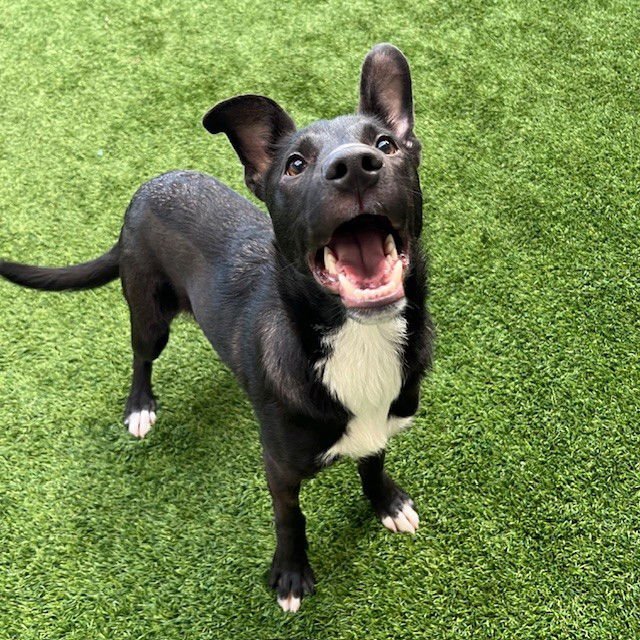 HENNESSY - Border Collie available for adoption