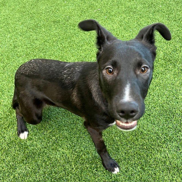 HENNESSY - Border Collie available for adoption