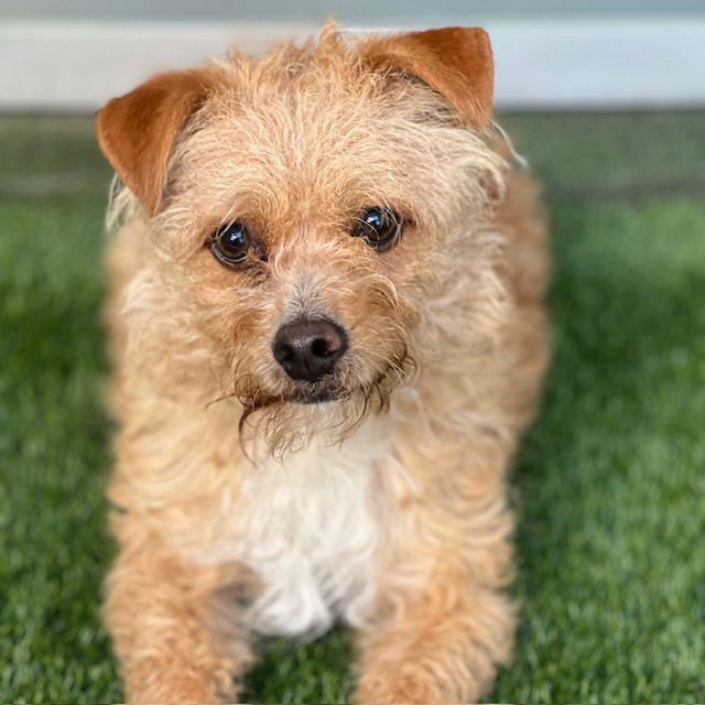 TOASTIE - Terrier available for adoption