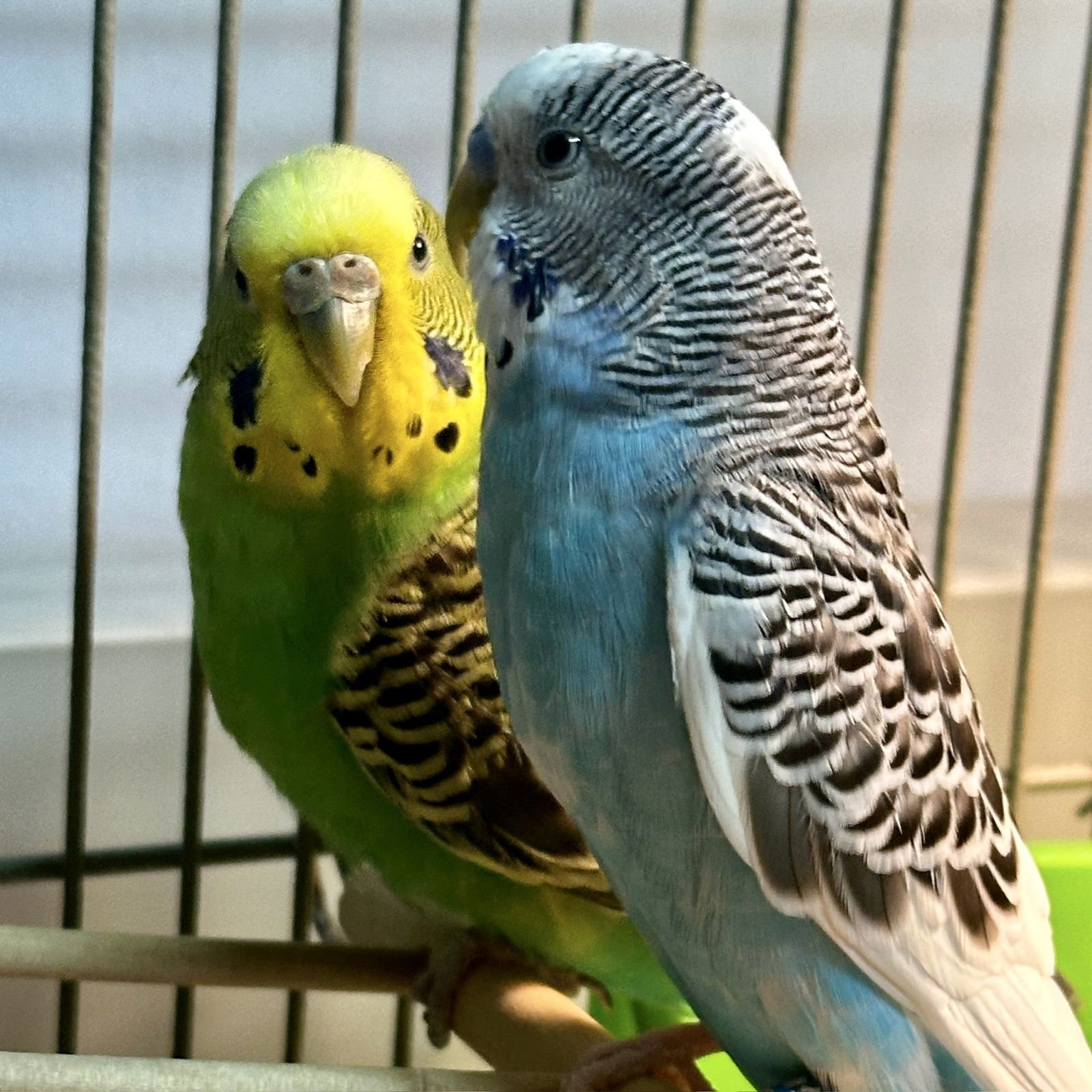 FIONA & FRITZ - Budgie/Budgerigar available for adoption