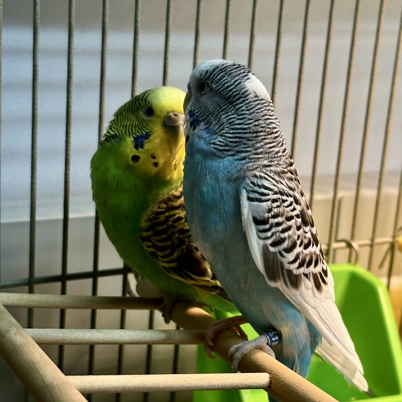 FIONA & FRITZ - Budgie/Budgerigar available for adoption