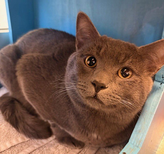 TIM & TINA - Domestic Short Hair available for adoption