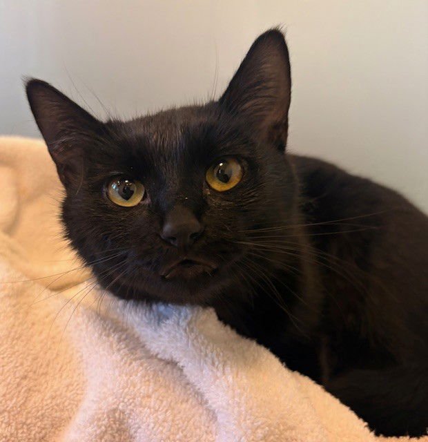 TIM & TINA - Domestic Short Hair available for adoption