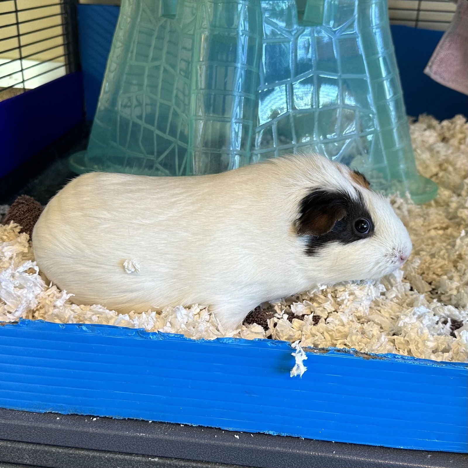 GIADA (F) - Guinea Pig available for adoption