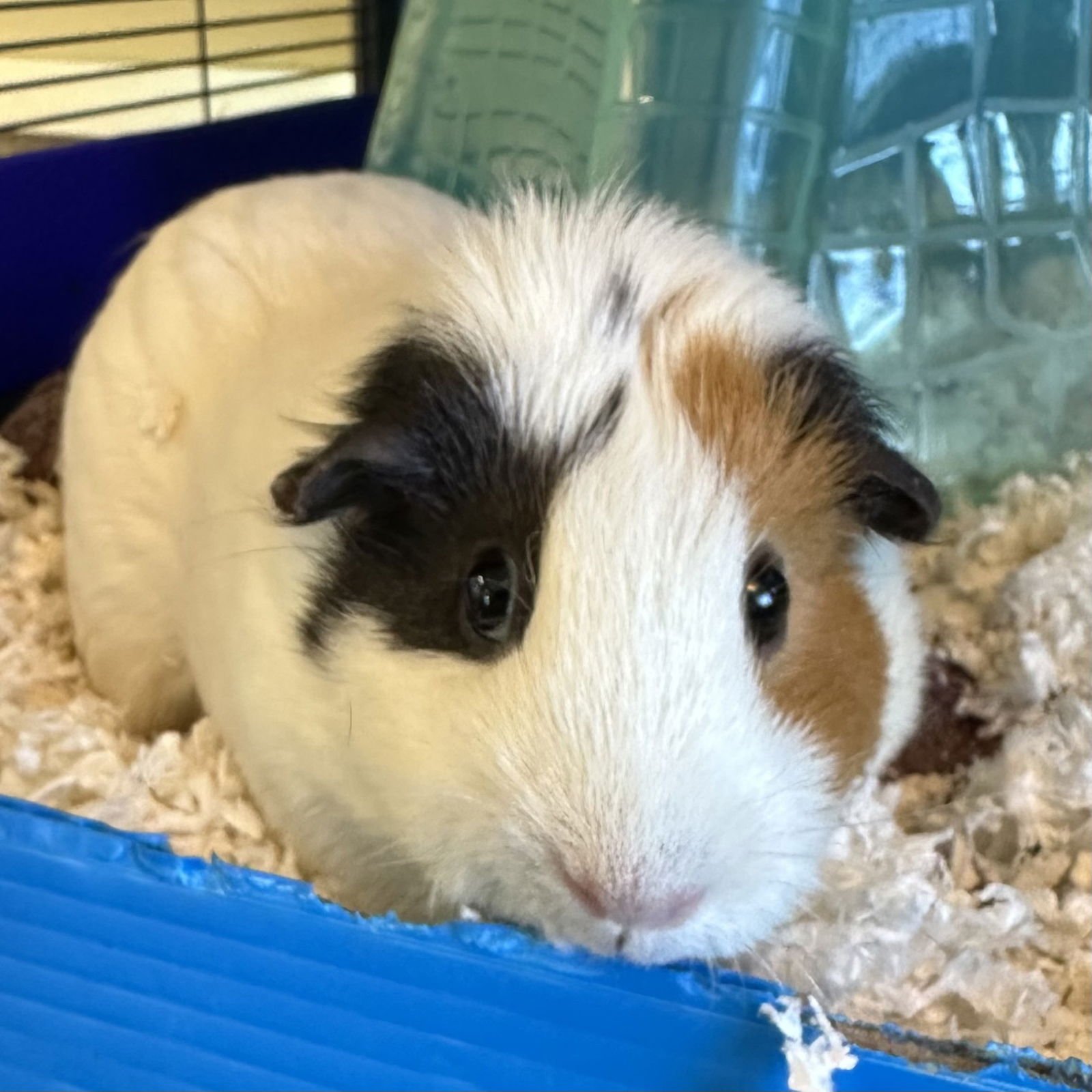 GIADA (F) - Guinea Pig available for adoption