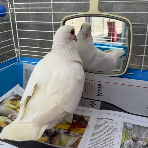 SHORTCAKE - Pigeon available for adoption