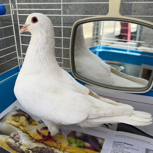 SHORTCAKE - Pigeon available for adoption