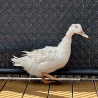 River (lays eggs!) - Photo 1