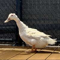 River (lays eggs!) - Photo 2