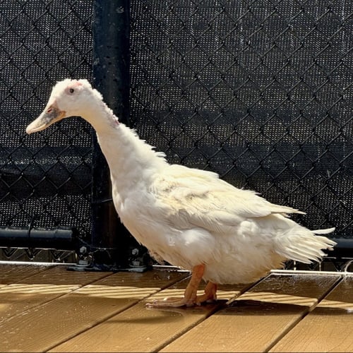 RIVER (LAYS EGGS!) - Pekin available for adoption