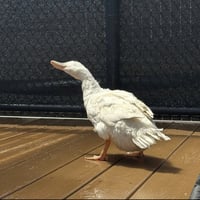 River (lays eggs!) - Photo 3
