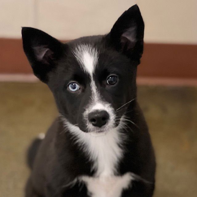 BORDER COLLIE PUPPIES! - Border Collie / Husky available for adoption