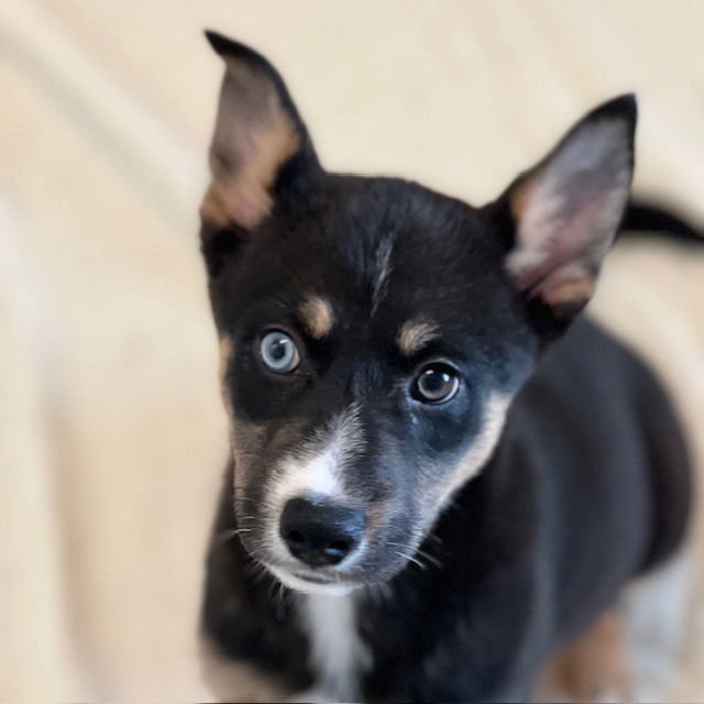 BORDER COLLIE PUPPIES! - Border Collie / Husky available for adoption