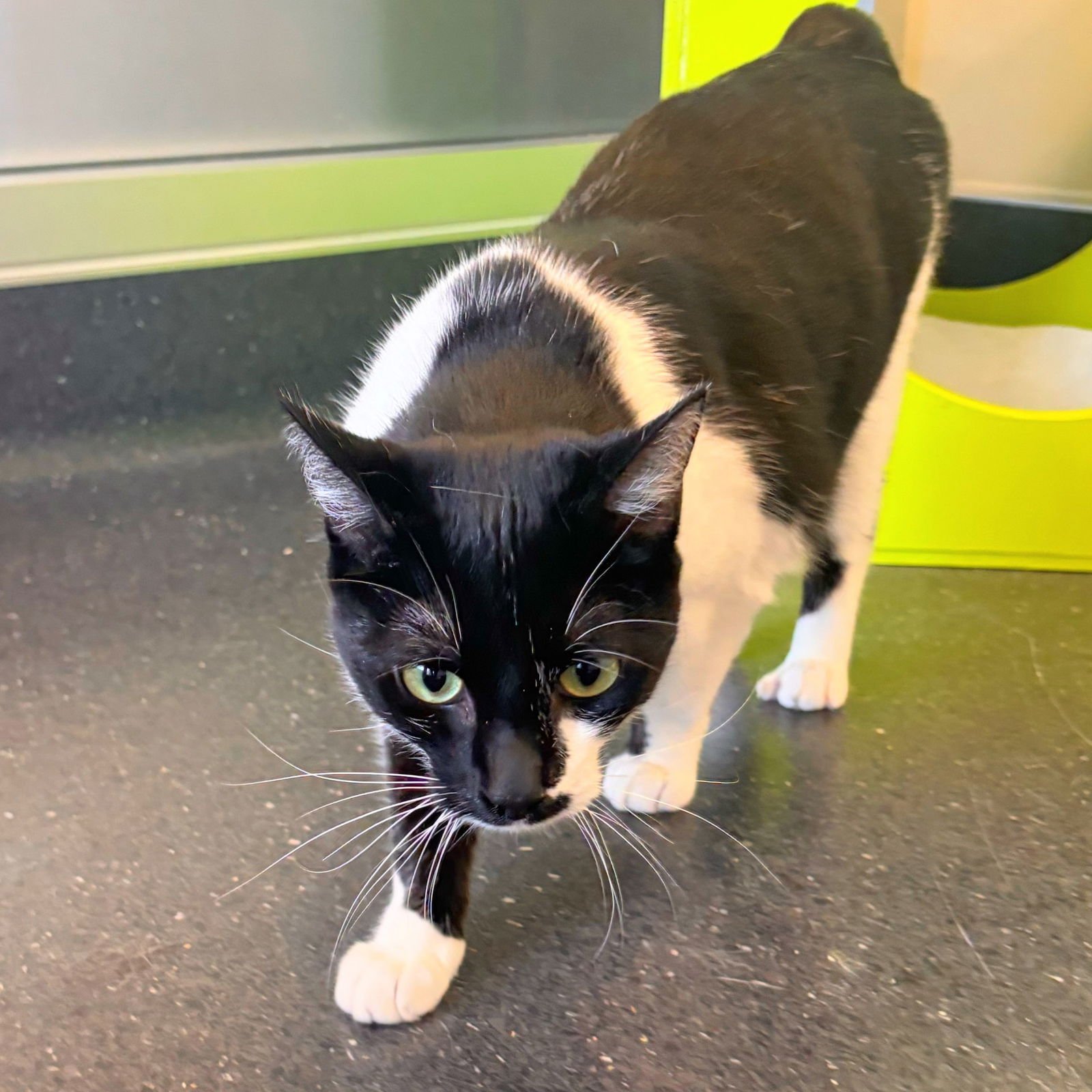 LECHE - Domestic Short Hair available for adoption