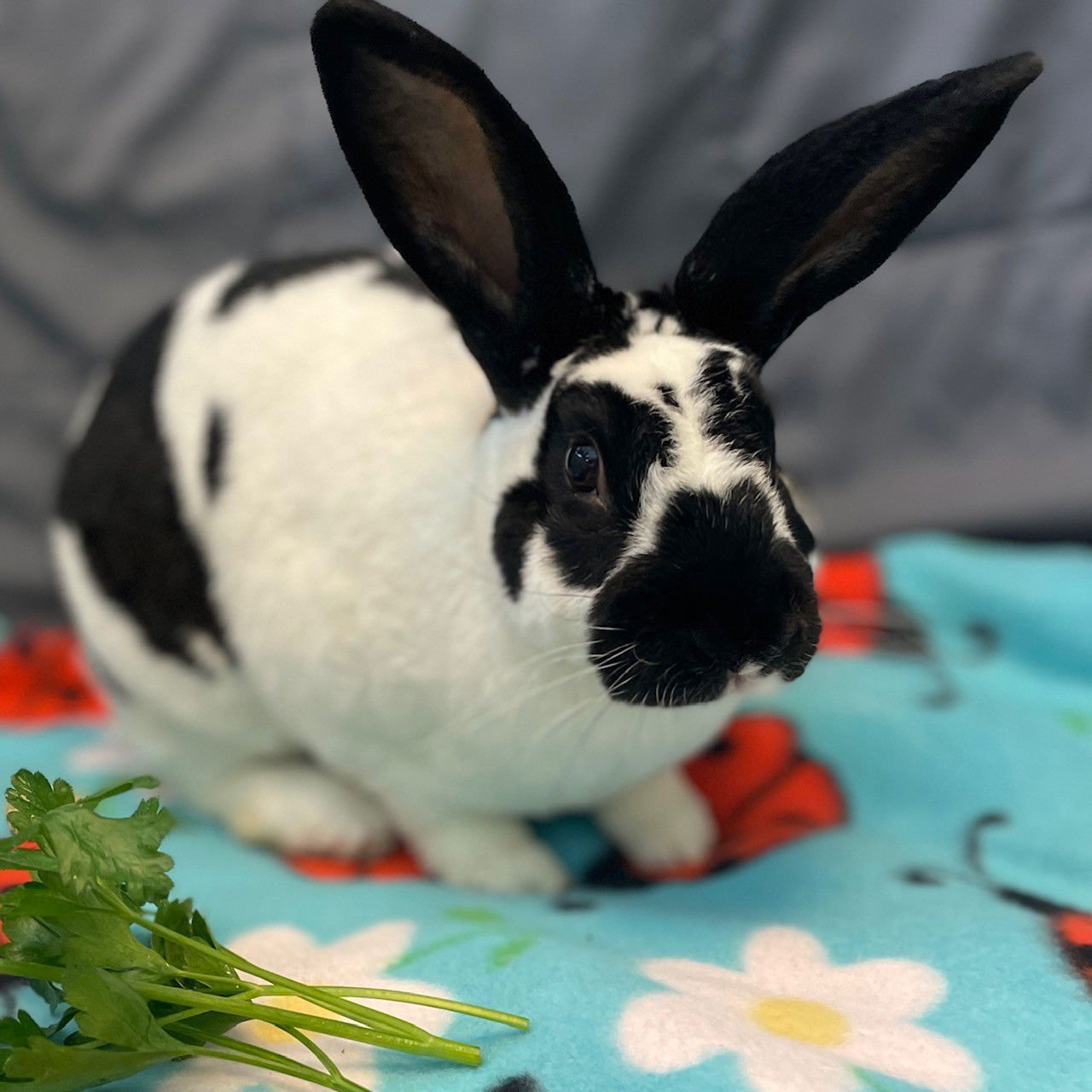 DICE - Shorthaired Rabbit available for adoption