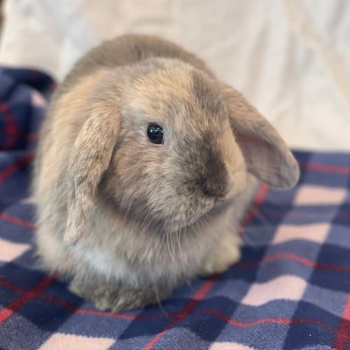 SUMI - Lop Eared / Shorthaired Rabbit available for adoption