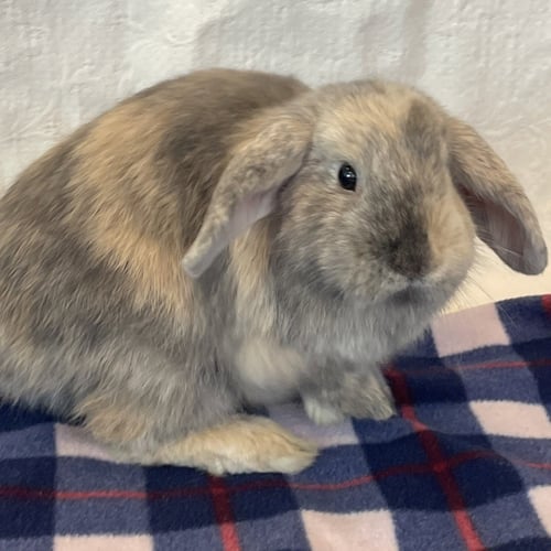 SUMI - Lop Eared / Shorthaired Rabbit available for adoption