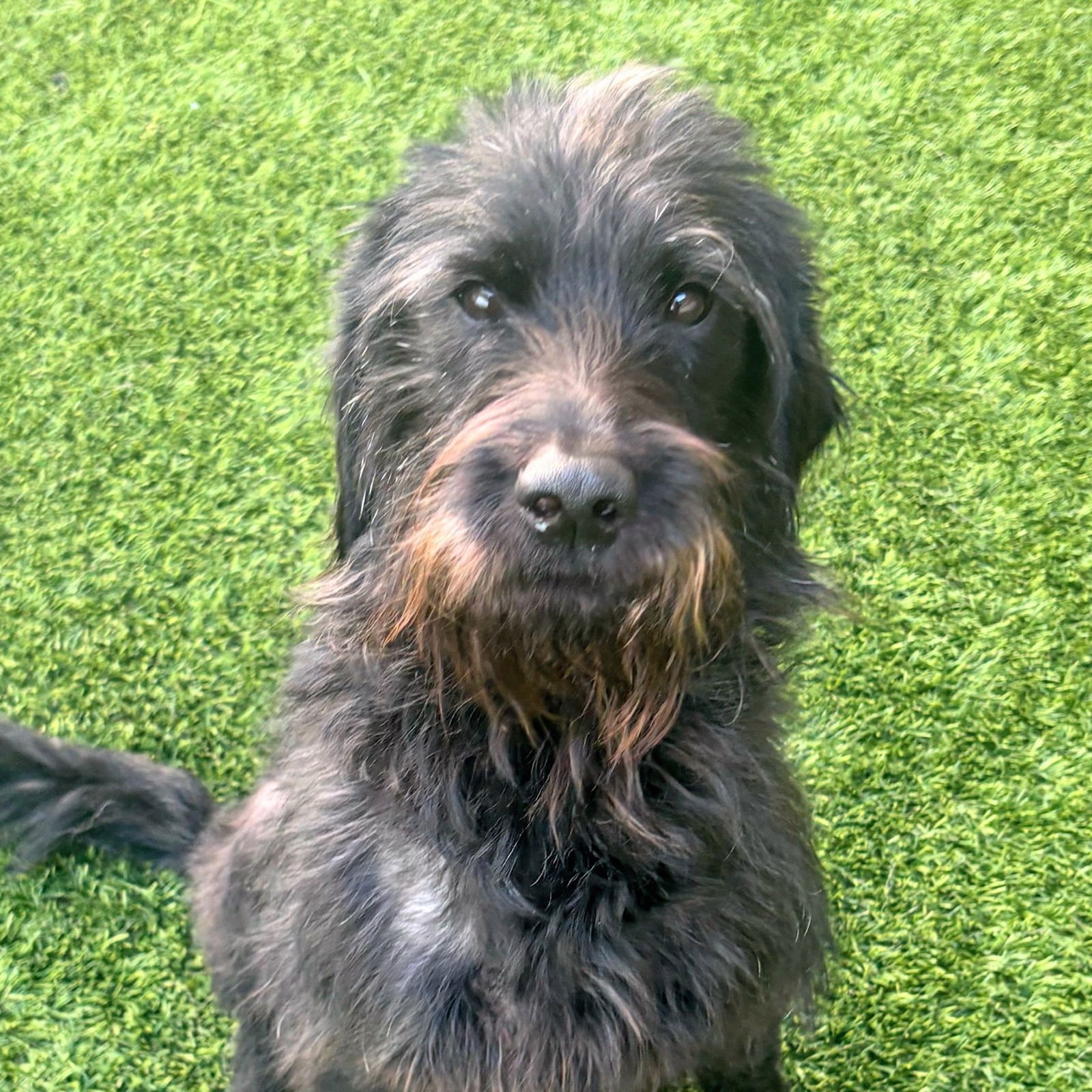ROWLF - Terrier available for adoption
