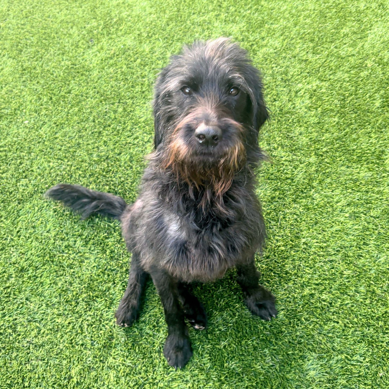 ROWLF - Terrier available for adoption