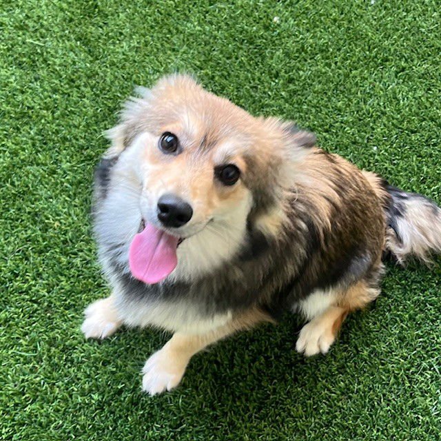 PRINCESS - Yorkshire Terrier Yorkie / German Shepherd Dog available for adoption