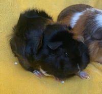 Sweetie and Scarlet - Photo 2