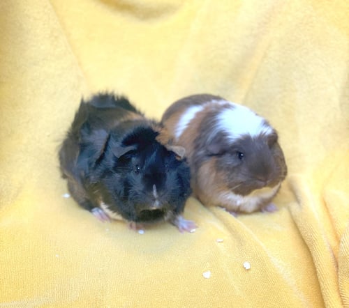 SWEETIE AND SCARLET - Guinea Pig available for adoption