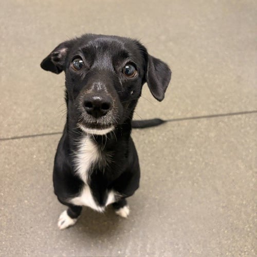 PRICILLA - Chihuahua available for adoption