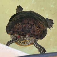 Red Eared Slider Turtles! - Photo 4