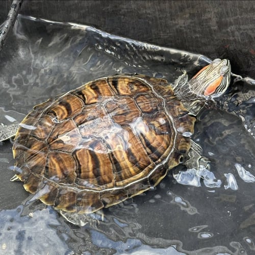 RED EARED SLIDER TURTLES! - Red-Eared Slider available for adoption