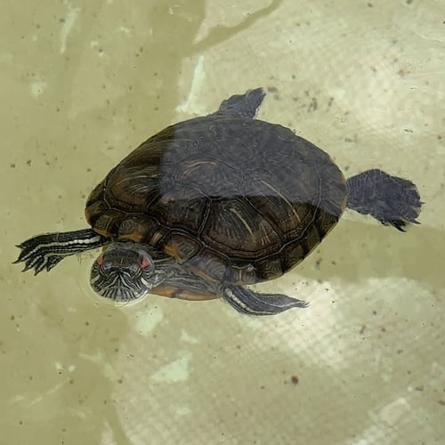 RED EARED SLIDER TURTLES! - Red-Eared Slider available for adoption