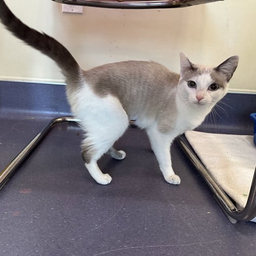 SUA - Domestic Short Hair available for adoption