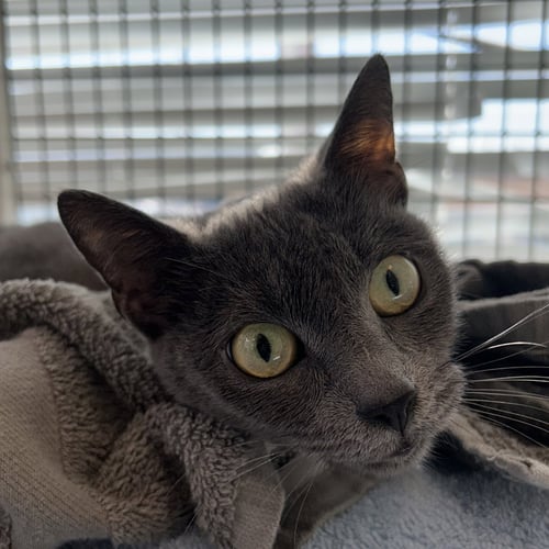 DUSK - Domestic Short Hair available for adoption