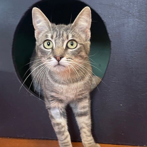 MOLLY - Domestic Short Hair available for adoption