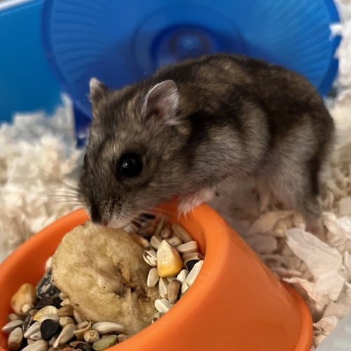 LITTLE HEART (F) - Hamster available for adoption