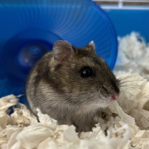 LITTLE HEART (F) - Hamster available for adoption