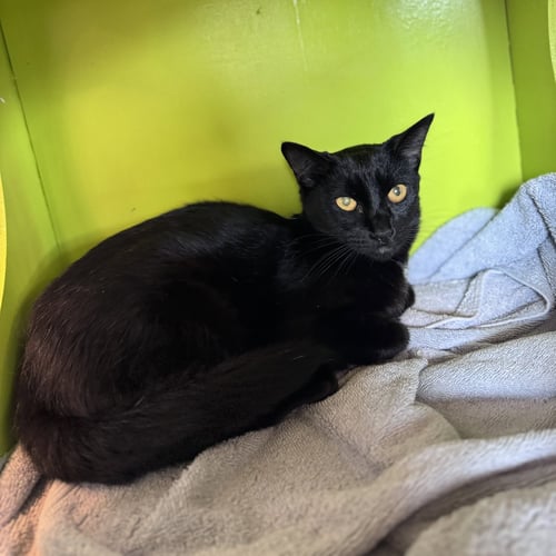 CLEO - Domestic Short Hair available for adoption