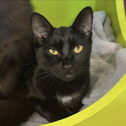 CLEO - Domestic Short Hair available for adoption
