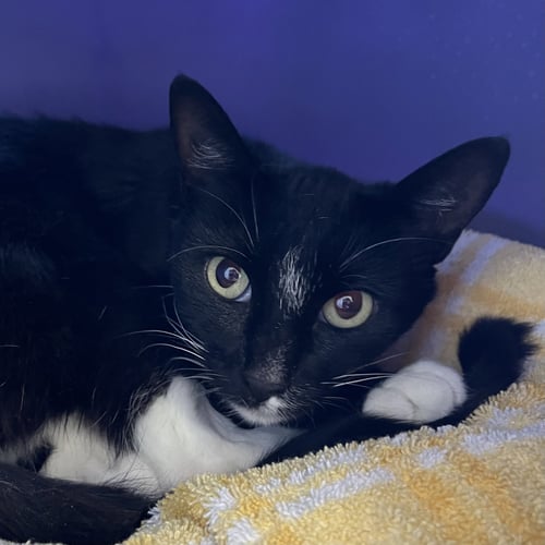MORTICIA - Domestic Short Hair available for adoption