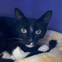 Morticia - Photo 2