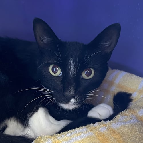 MORTICIA - Domestic Short Hair available for adoption