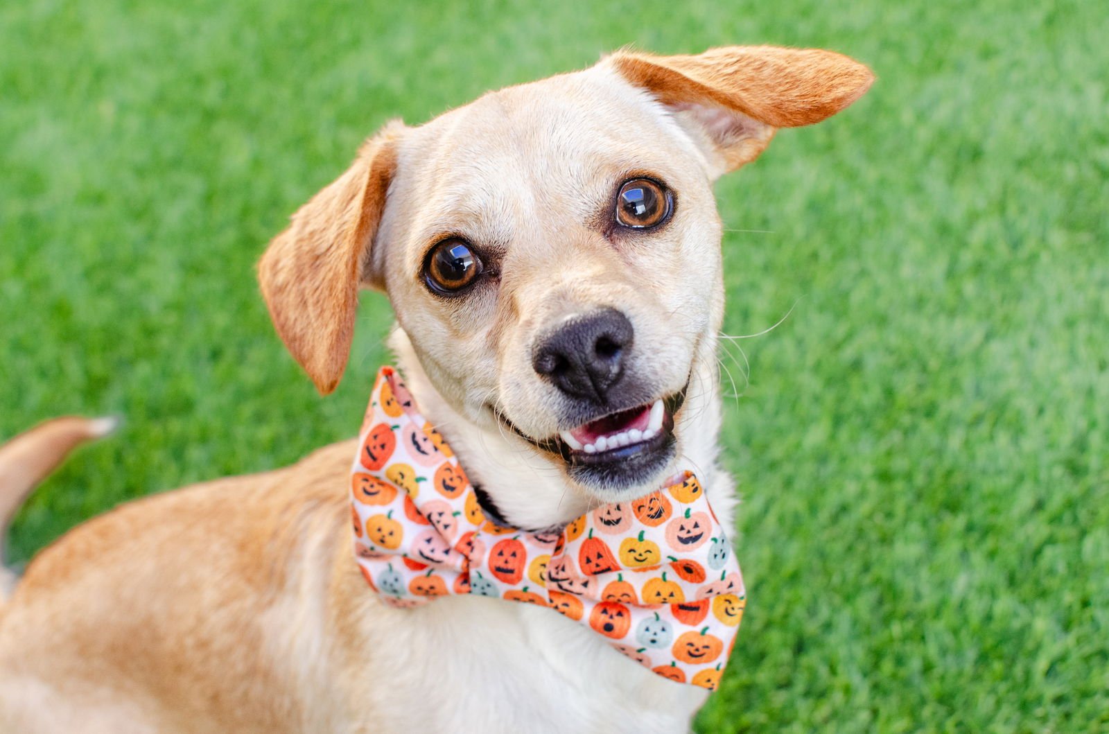 BUDDY - Chihuahua available for adoption