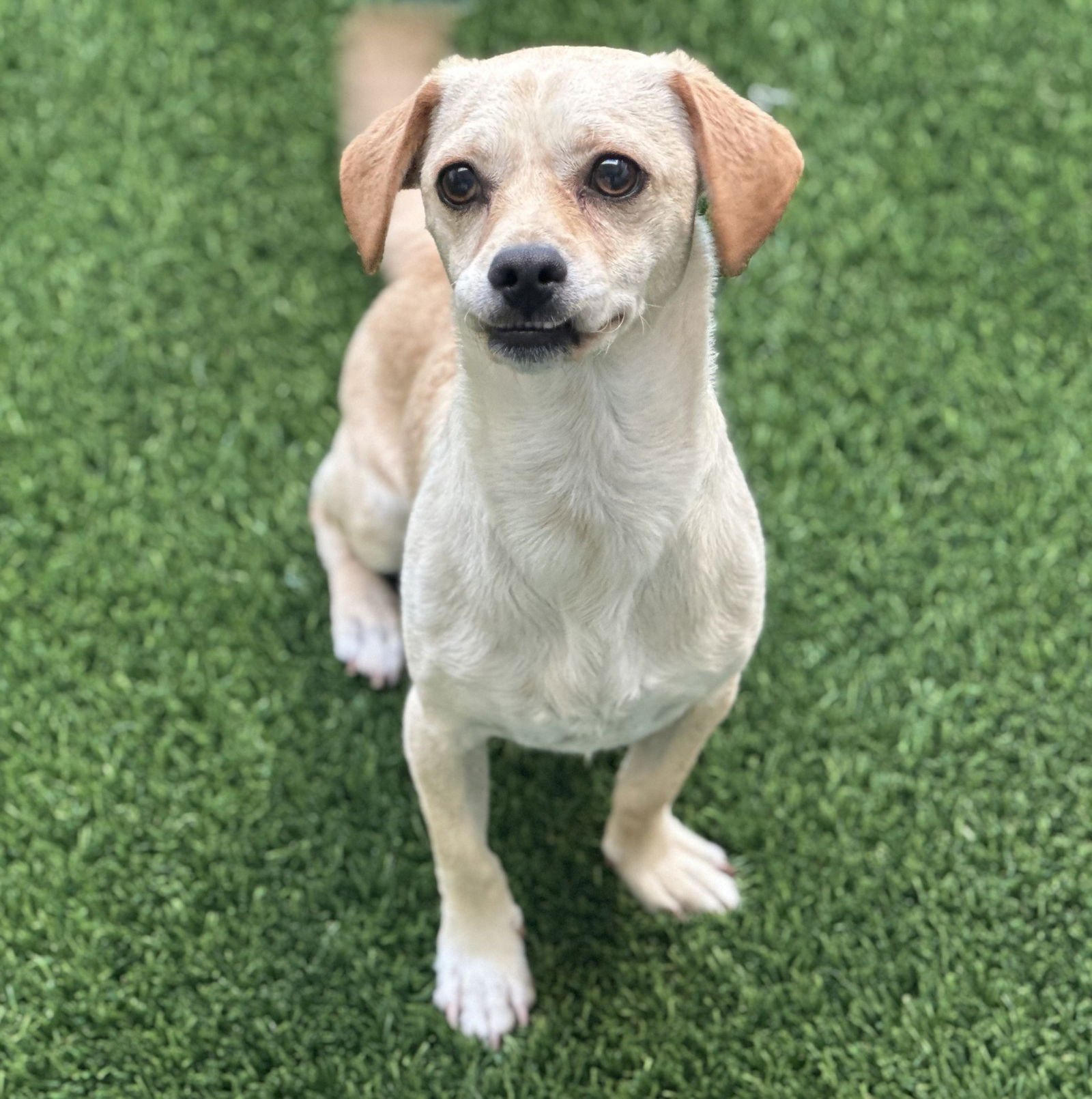 BUDDY - Chihuahua available for adoption