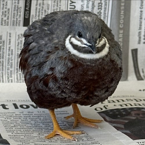 CHICLET - Button Quail available for adoption