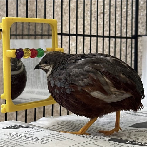 CHICLET - Button Quail available for adoption