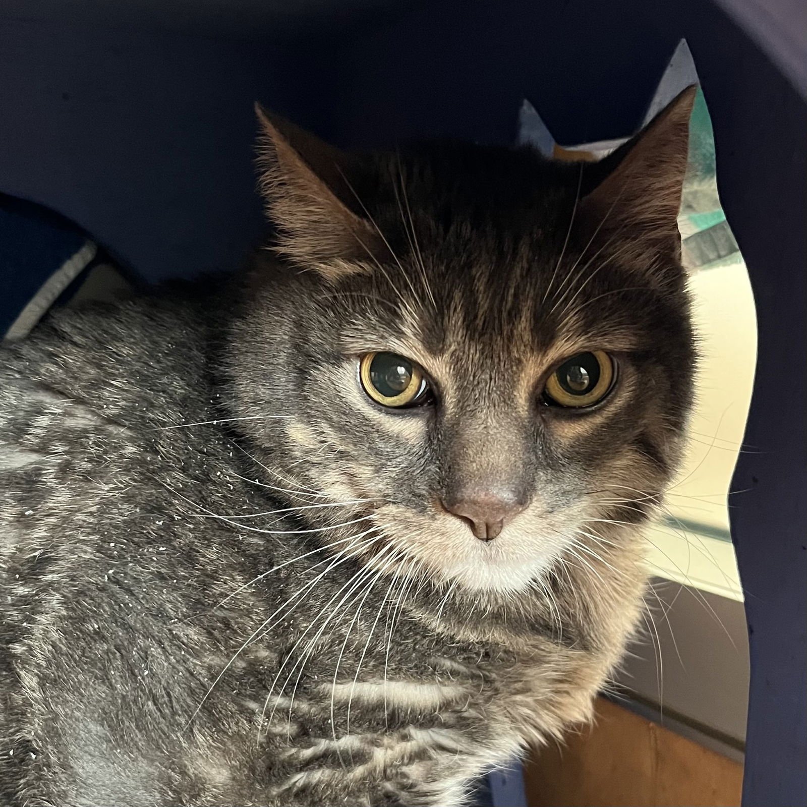 EARL GRAY - Domestic Short Hair available for adoption