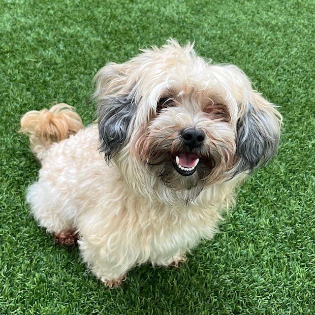 JOEY - Maltese available for adoption
