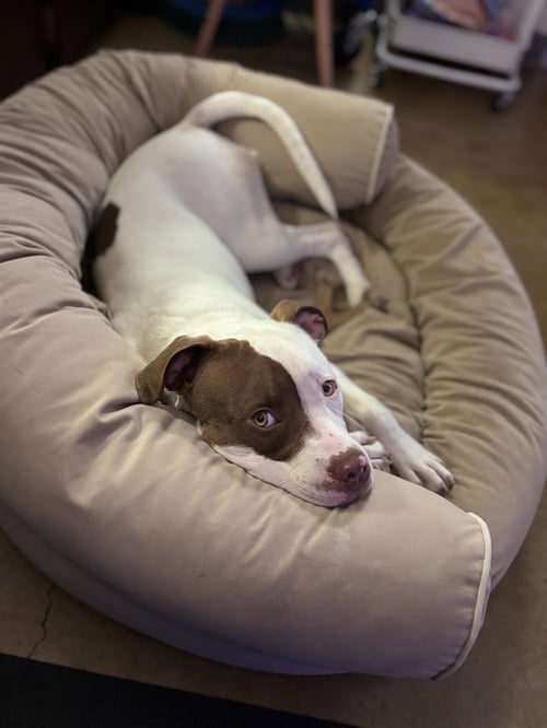 AUGIE - Pit Bull Terrier available for adoption