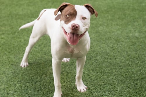 AUGIE - Pit Bull Terrier available for adoption