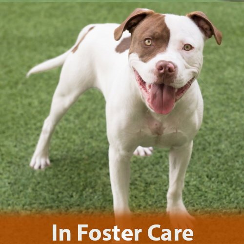 AUGIE - Pit Bull Terrier available for adoption