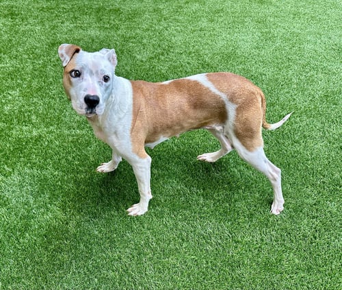 SONNET - Pit Bull Terrier available for adoption